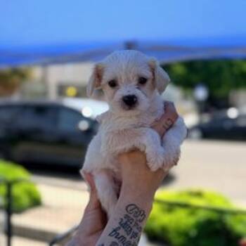 Maltese Dogs Available for Adoption in Lodi, California - Angelica | PetCurious