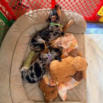 Violet -  Catahoula Leopard Dog and Mixed Breed Dog for Adoption in Boerne, Texas - Violet | PetCurious