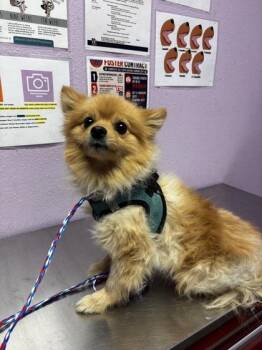 61377672 -  Mixed Breed and Pomeranian Dog for Adoption in El Paso, Texas - 61377672 | PetCurious