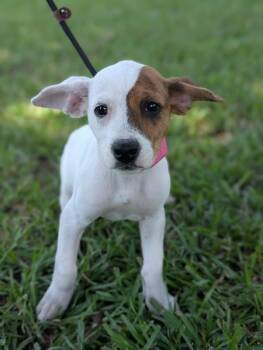 Joan Crawford -  Boxer and Mixed Breed Dog for Adoption in Aiken, South Carolina - Joan Crawford | PetCurious