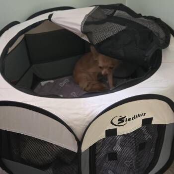 Oscar -  Chihuahua Dog for Adoption in Buffalo, Minnesota - Oscar | PetCurious