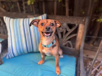 Chihuahua and Terrier Dogs Available for Adoption - Indigo | PetCurious