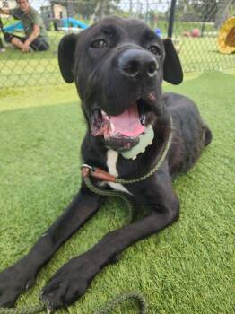 Shadow -  Mastiff Dog for Adoption in Westville, Indiana - Shadow | PetCurious