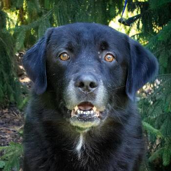 Willie Nelson -  Black Labrador Retriever and Mixed Breed Dog for Adoption in Versailles, Kentucky - Willie Nelson | PetCurious