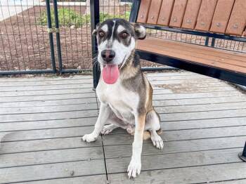 LUKE -  German Shepherd Dog and Siberian Husky Dog for Adoption in Tustin, California - LUKE | PetCurious