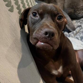 Rescue Chocolate Labrador Retriever and Pit Bull Terrier Dogs for Adoption in Hayward, California - Scout | PetCurious