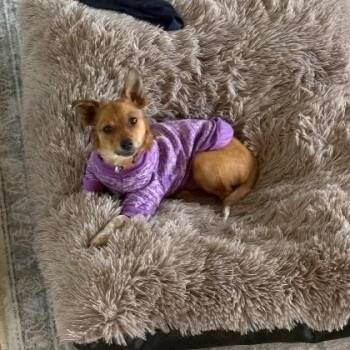 Chihuahua and Cattle Dog Dogs Available for Adoption - Turkey Thanksgiving | PetCurious