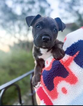 American Staffordshire Terrier Dogs Available for Adoption - Mowgli | PetCurious