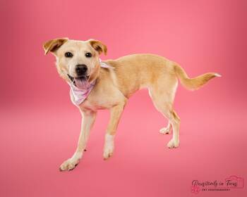 Labrador Retriever Dogs Available for Adoption in Houston, Texas - Madeline (Maddie) | PetCurious