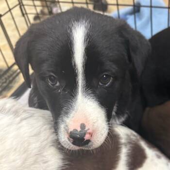 Australian Shepherd Dogs Available for Adoption - Bessie - 022606U | PetCurious