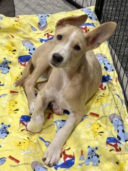 Dougie -  Carolina Dog Dog for Adoption in Tucson, Arizona - Dougie | PetCurious