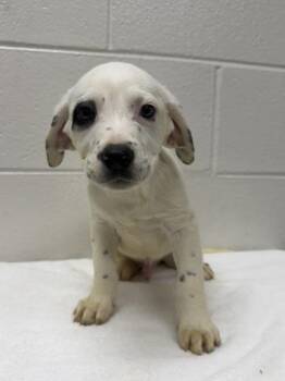 Mixed Breed Dogs Available for Adoption - Blake | PetCurious