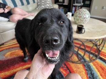 Rescue Newfoundland Dog and Great Pyrenees Dogs for Adoption in Quinlan, Texas - Kali SAT | PetCurious