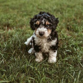 Orca -  Poodle Dog for Adoption in Minneapolis, Minnesota - Orca | PetCurious