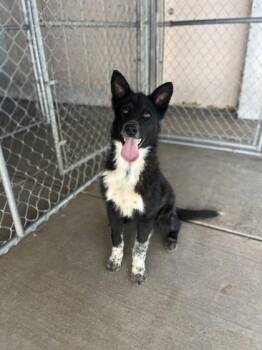 Rescue Shepherd Dogs for Adoption in Pinetop-lakeside, Arizona - Fozzy | PetCurious