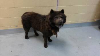 CHAPULIN -  Chow Chow and Mixed Breed Dog for Adoption in Tulsa, Oklahoma - CHAPULIN | PetCurious