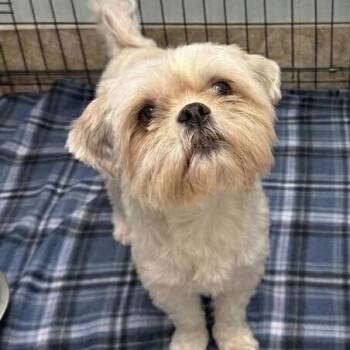 Shih Tzu and Mixed Breed Dogs Available for Adoption - Doc | PetCurious