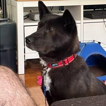 Sonya -  Jindo and Mixed Breed Dog for Adoption in Sunderland, Ontario - Sonya | PetCurious