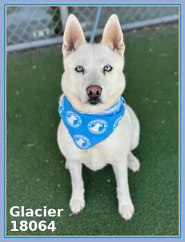 Siberian Husky and German Shepherd Dog Dogs Available for Adoption - GLACIER | PetCurious