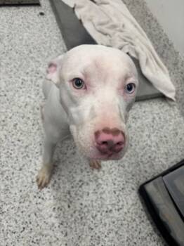 Rescue American Staffordshire Terrier and Mixed Breed Dogs for Adoption in Atlanta, Georgia - Pecas | PetCurious