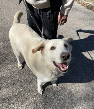 Rescue Anatolian Shepherd Dogs for Adoption in Spring, Texas - Mitch | PetCurious