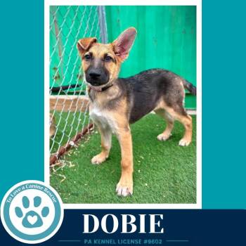 German Shepherd Dog Dogs Available for Adoption in Kimberton, Pennsylvania - Dobie (The Triple D