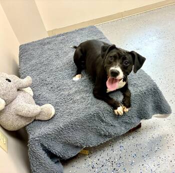 Rescue Hound Dogs for Adoption in Senatobia, Mississippi - Violet | PetCurious