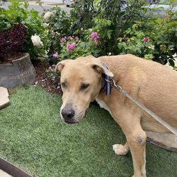 Scar -  Labrador Retriever Dog for Adoption in Oceanside, California - Scar | PetCurious