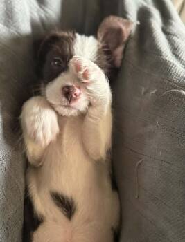 Hound and Chihuahua Dogs Available for Adoption - Freddy | PetCurious