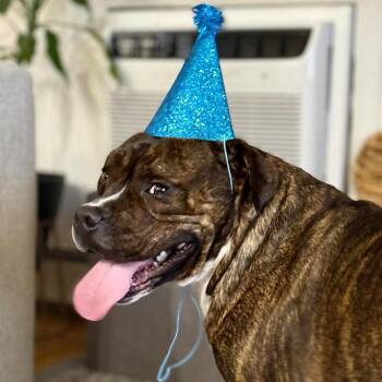 Draco -  Mixed Breed Dog for Adoption in New York, New York - Draco | PetCurious