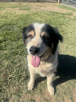 LOLLI -  Collie and Mixed Breed Dog for Adoption in Riverside, California - LOLLI | PetCurious