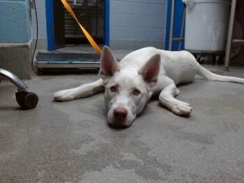 OSO -  Labrador Retriever and German Shepherd Dog Dog for Adoption in Albuquerque, New Mexico - OSO | PetCurious