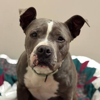 Zozo -  Pit Bull Terrier Dog for Adoption in Goleta, California - Zozo | PetCurious