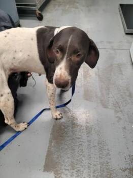 Carly -  German Shorthaired Pointer Dog for Adoption in Sacramento, California - Carly | PetCurious