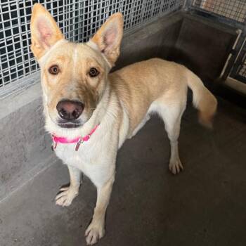 Sam A2296590 -  Carolina Dog Dog for Adoption in Los Angeles, California - Sam A2296590 | PetCurious