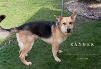 Ranger -  German Shepherd Dog Dog Available for Adoption in La Porte, Indiana - Ranger | PetCurious