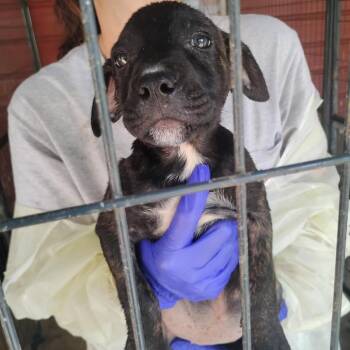 Haven -  Pit Bull Terrier and Mixed Breed Dog for Adoption in Dover, Arkansas - Haven | PetCurious
