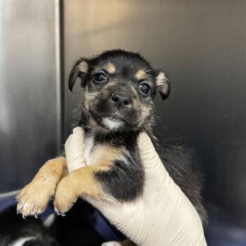 A1922189 -  Chihuahua and Terrier Dog for Adoption in Thousand Palms, California - A1922189 | PetCurious