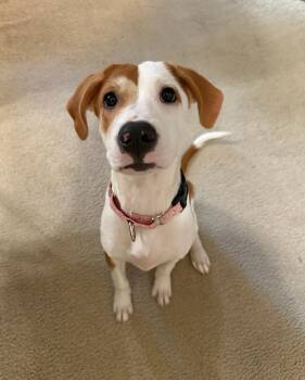 Julep -  American Foxhound Dog for Adoption in Houston, Texas - Julep | PetCurious