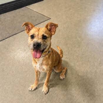 Enola -  Terrier Dog for Adoption in Buffalo, New York - Enola | PetCurious
