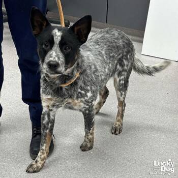 Australian Cattle Dog Blue Heeler and Cattle Dog Dogs Available for Adoption - Shepherds Pie | PetCurious