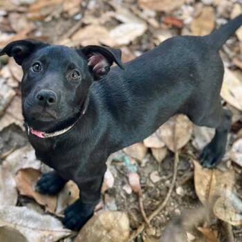 Labrador Retriever Dogs Available for Adoption in Grand Bay, Alabama - Missie | PetCurious