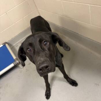 Black Labrador Retriever and Mixed Breed Dogs Available for Adoption in Batavia, Ohio - Larry | PetCurious
