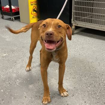 Rescue Mixed Breed Dogs for Adoption in Saint Joseph, Missouri - David Blaine | PetCurious
