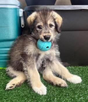 ARISAIG -  Husky and Collie Dog for Adoption in Minesing, Ontario - ARISAIG | PetCurious