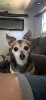 Hailey -  Chihuahua Dog for Adoption in Selah, Washington - Hailey | PetCurious