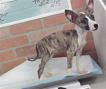 A2098302 -  Staffordshire Bull Terrier and Mixed Breed Dog for Adoption in Houston, Texas - A2098302 | PetCurious
