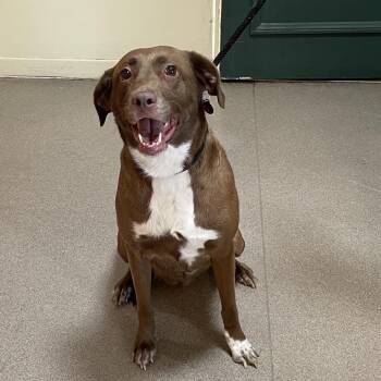 Zoey -  Labrador Retriever Dog for Adoption in Pasadena, California - Zoey | PetCurious