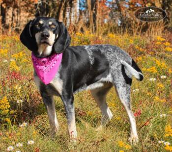 Macy -  Bluetick Coonhound Dog for Adoption in Grayling, Michigan - Macy | PetCurious