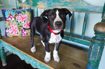 Pitstop -  Pit Bull Terrier Dog for Adoption in San Antonio, Texas - Pitstop | PetCurious
